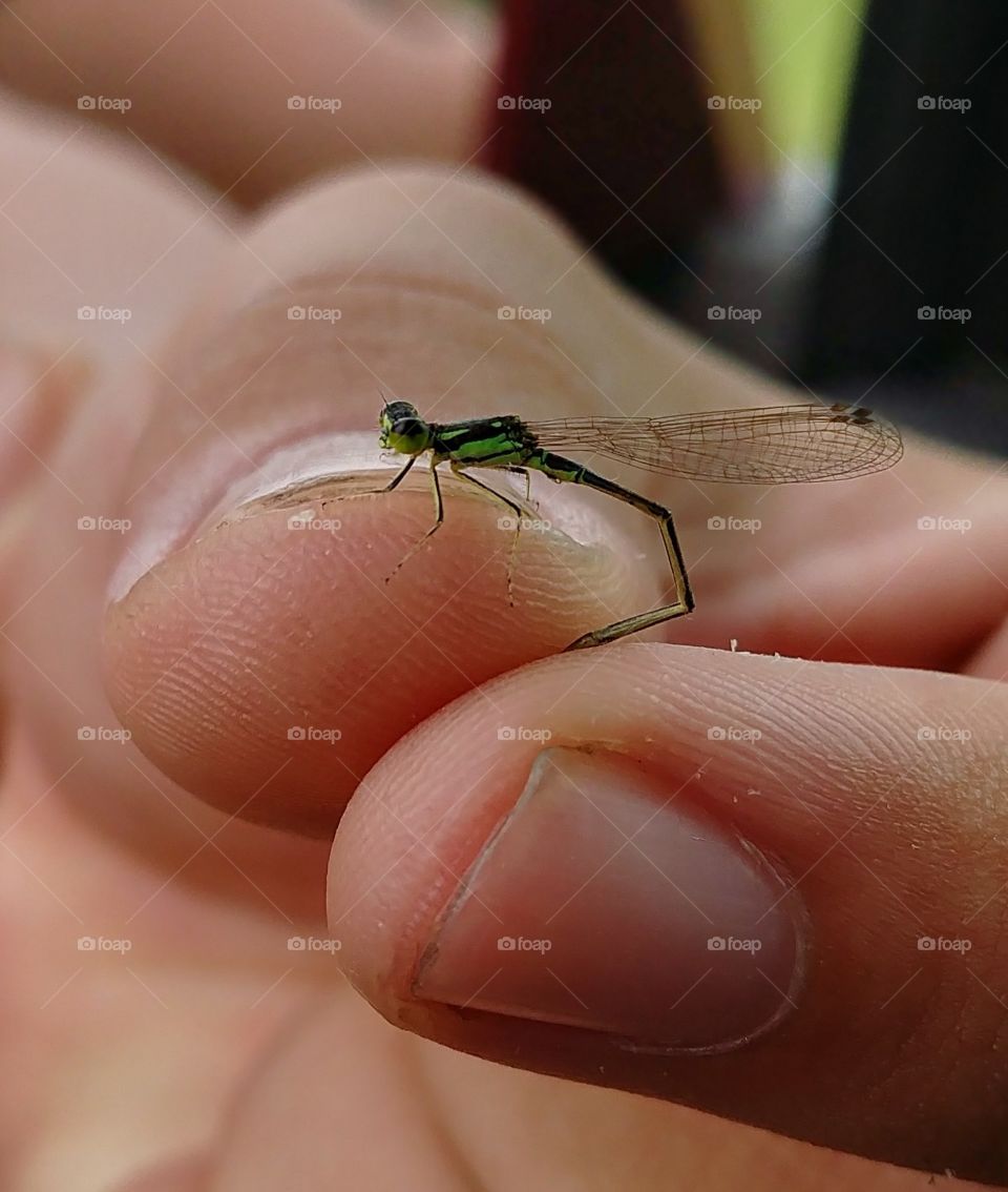 baby dragonfly