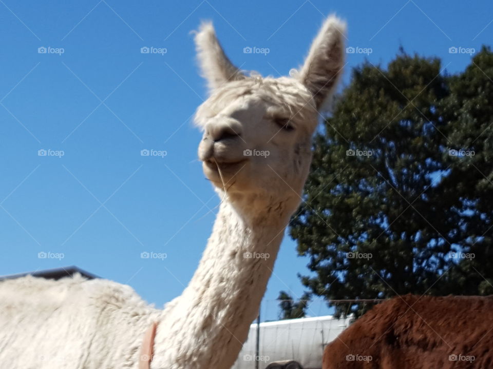 Portrait of white alpacas