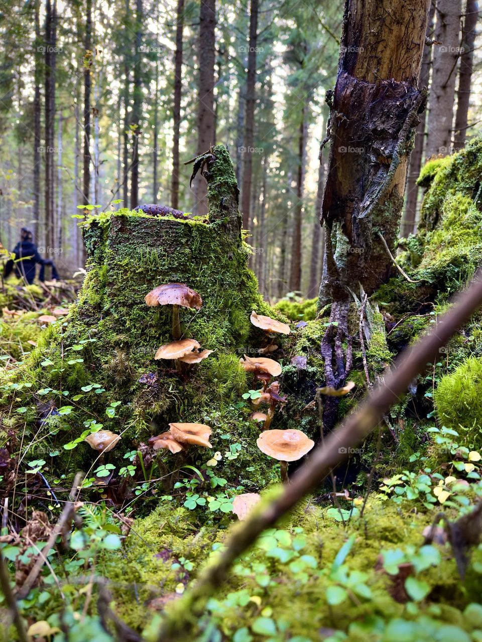 Magical forest in Dalarna Sweden