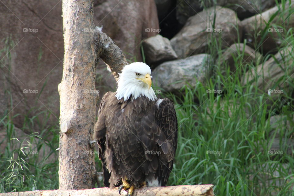 Bald eagle posing for his photo, how majestic!
