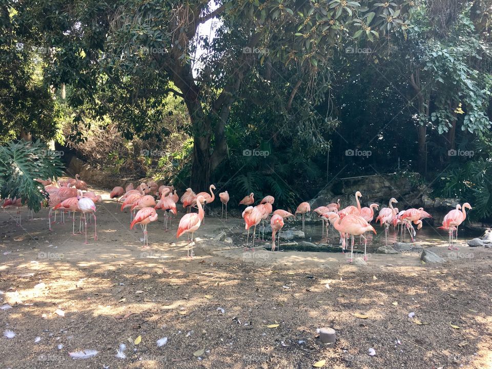 Flamingo, Bird, Outdoors, People, Wildlife