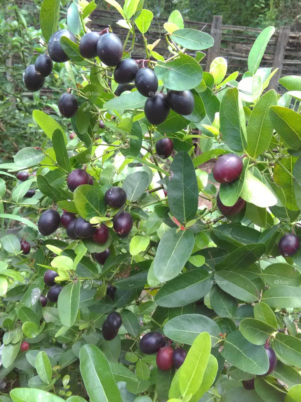 When we hear the name of Karond, saliva comes in our mouth, then Paes is Karonde.