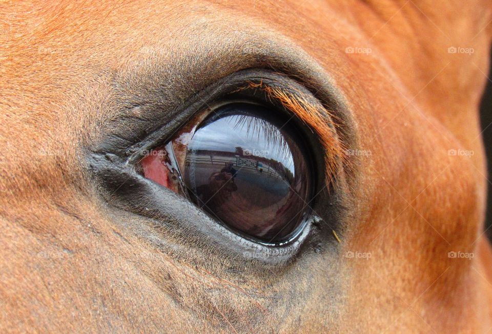 In the horse's eye