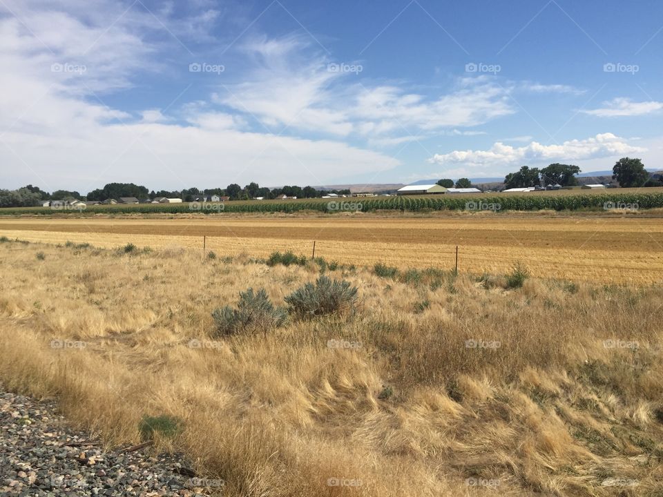 No Person, Landscape, Agriculture, Outdoors, Wheat