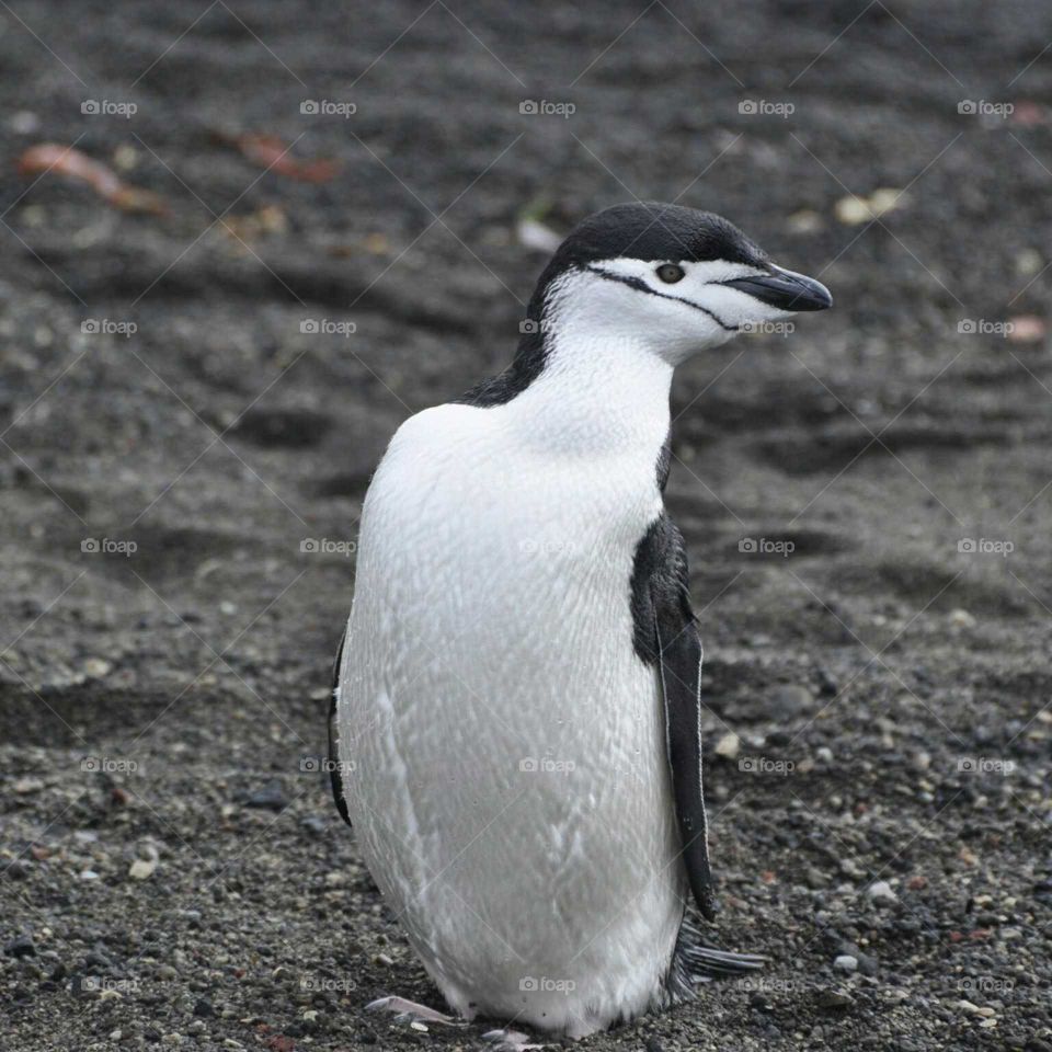 Chinstrap Penguin Close Up