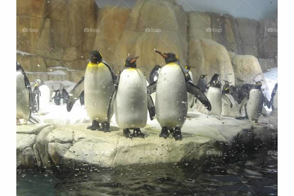 Penguin party