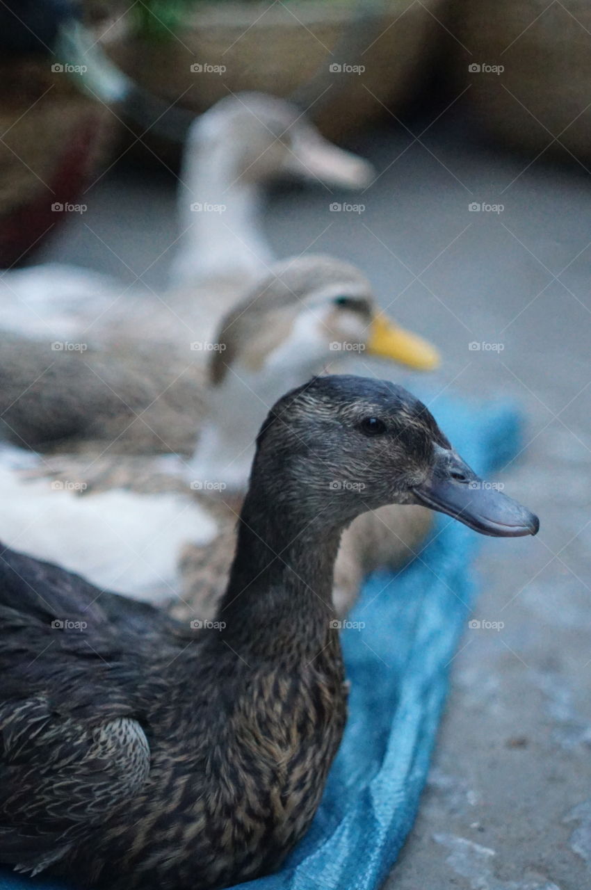 duck in street market