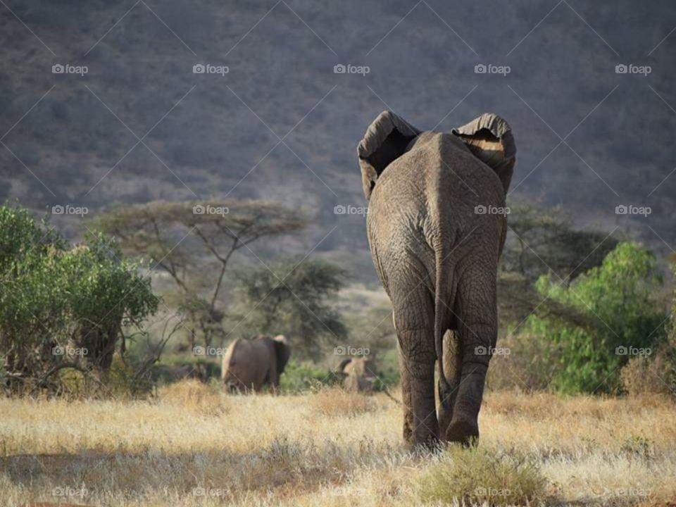 Elephant from the tsavo east national park