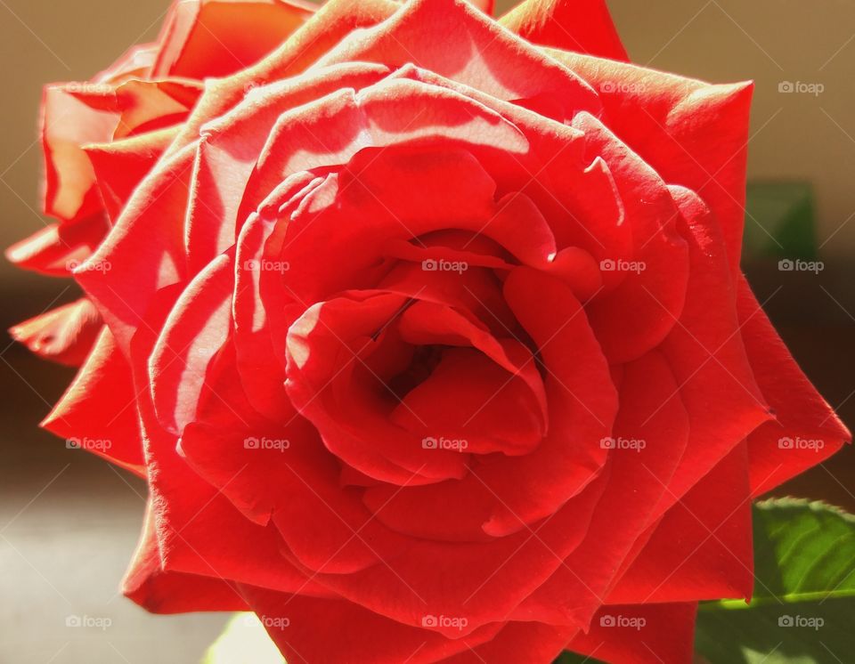 Roses from a friend's garden. This lady we know happens to grow the most beautiful roses they smell amazing.