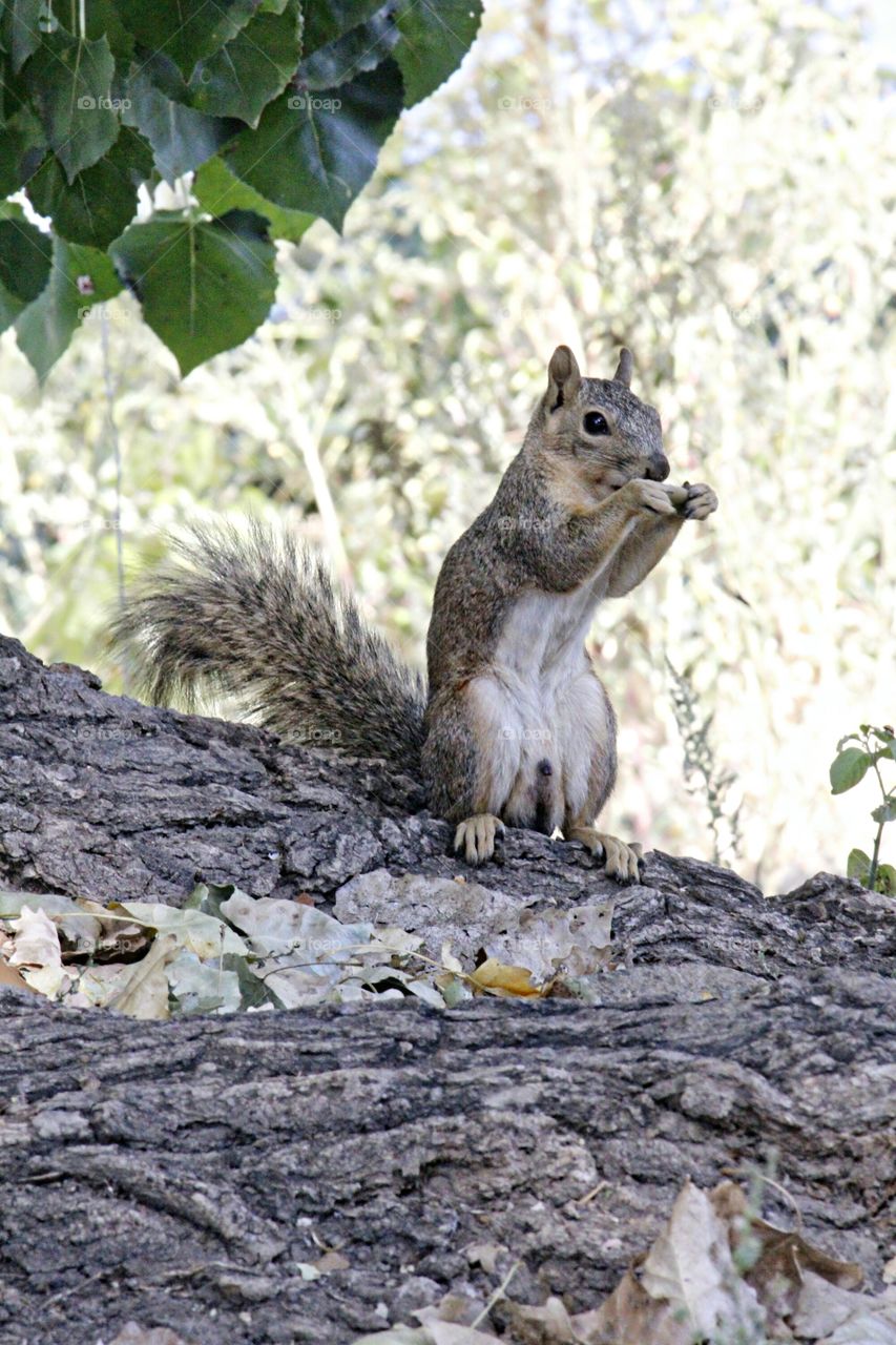 a squirrel eating a nut