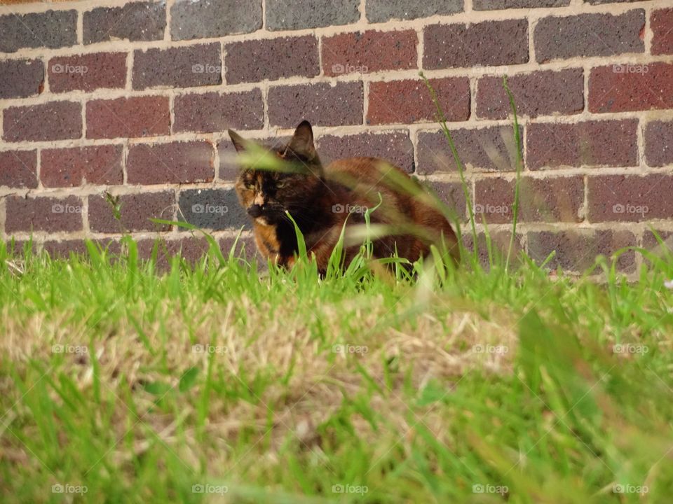 Cat in the grass