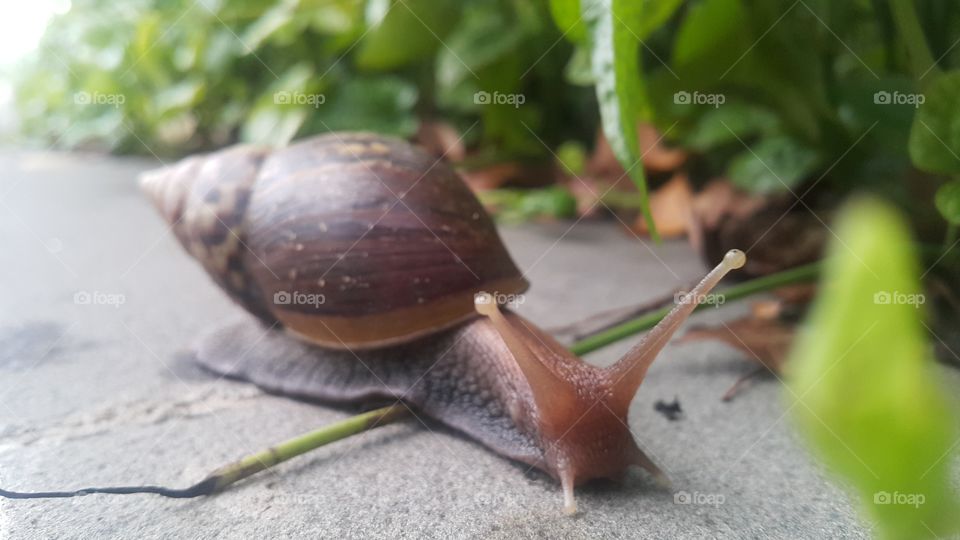 Snail