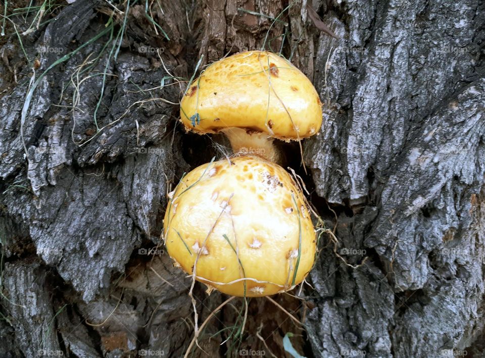 Two yellow mushrooms growing on a tree