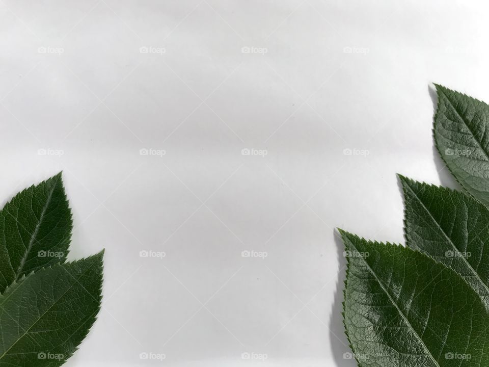 These are dark green leaves of the red rose on a white background.