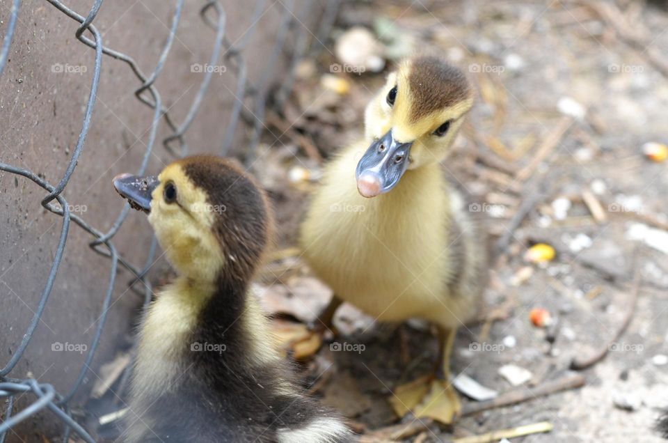 Birds Close up