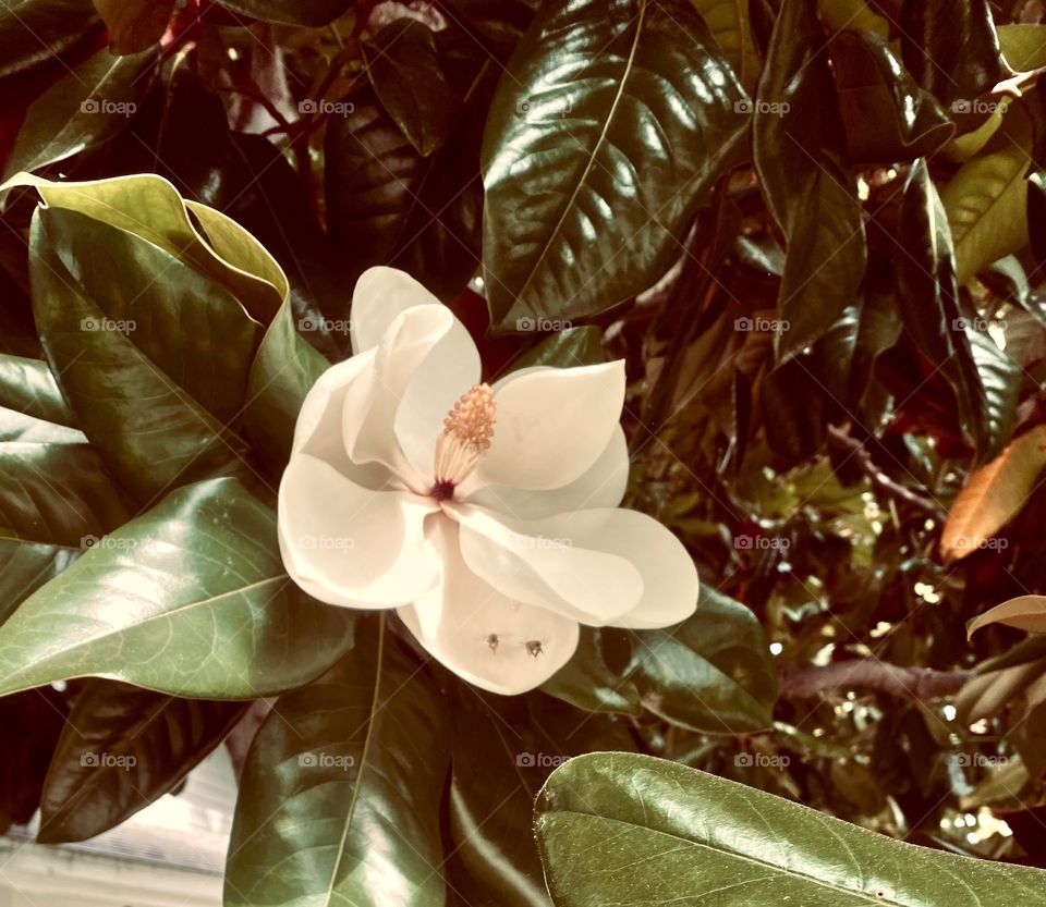 Bee’s fighting for the magnolia 