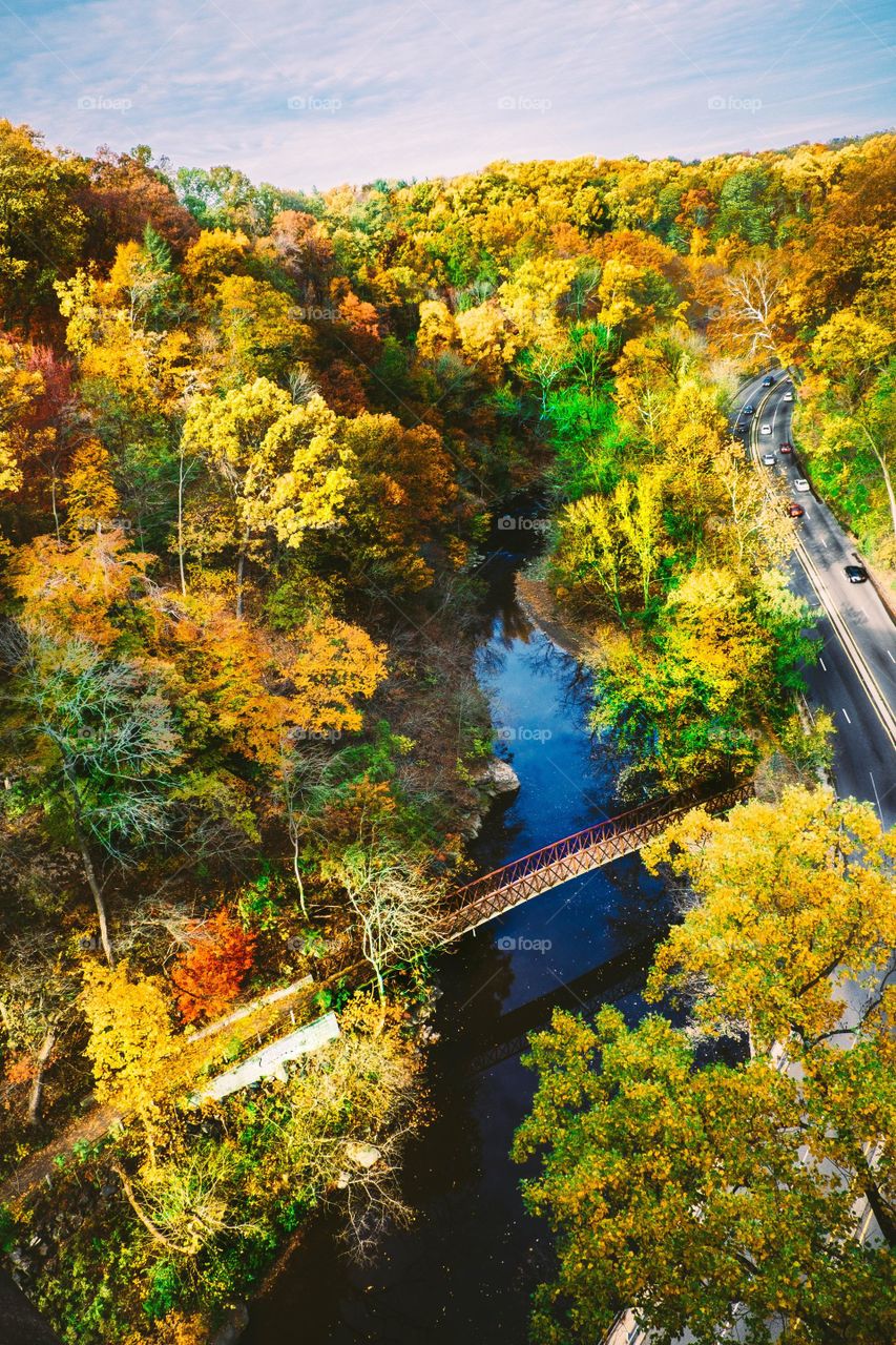 the colorful forest