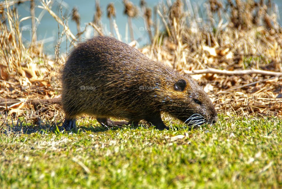 Nutria