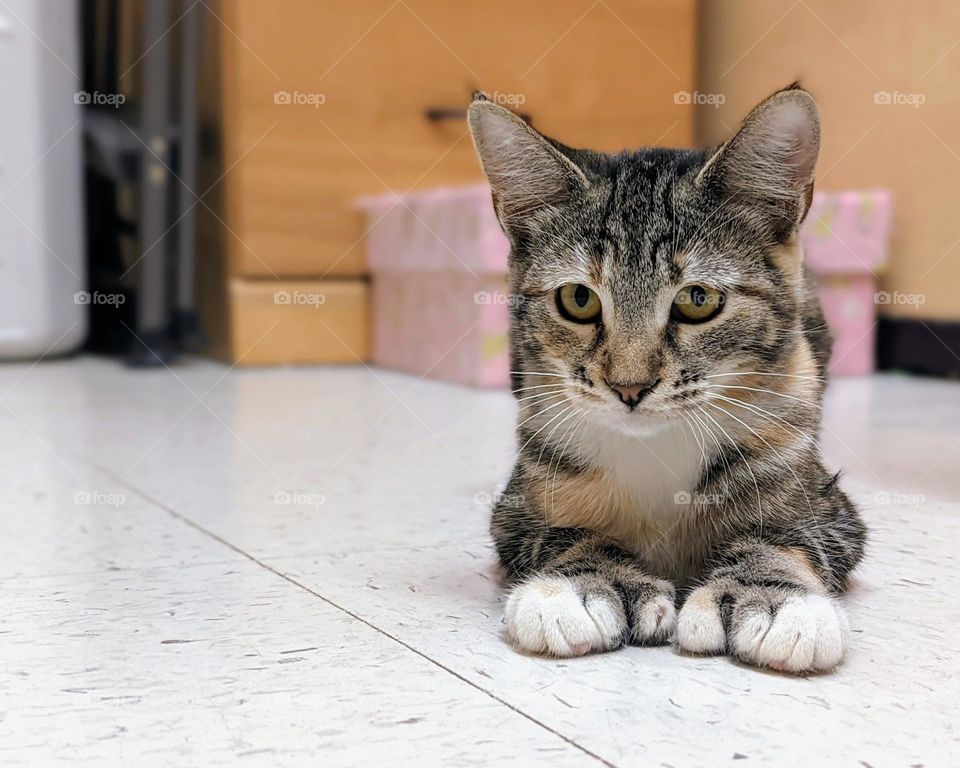 Every day is Caturday