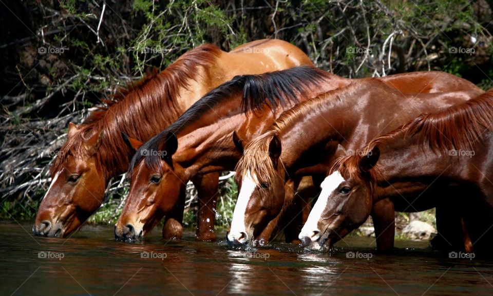Wild Horses Drinking in River