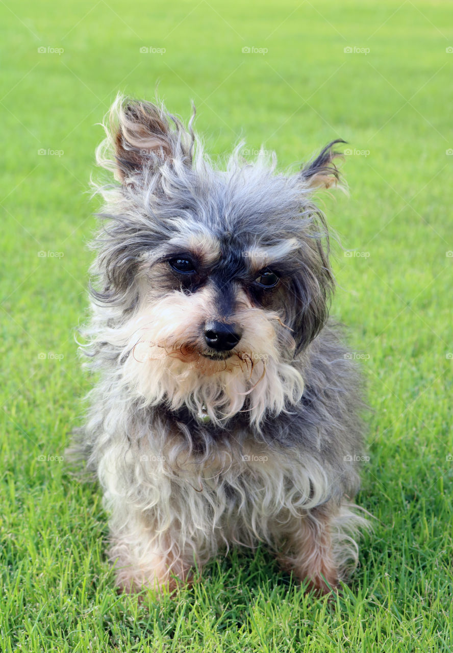 Yorkie dog