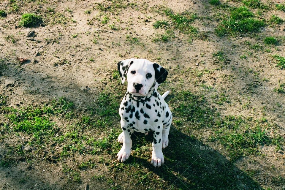 Bailey Dalmatian Puppy 