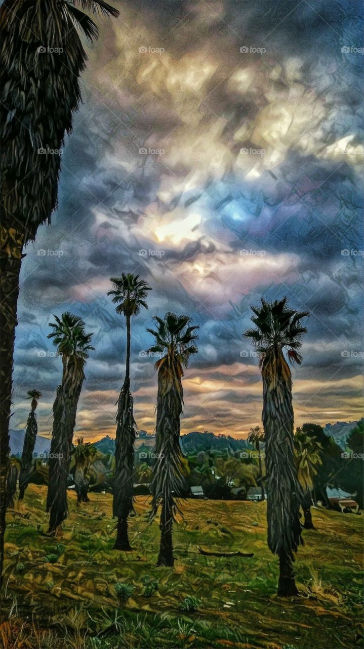 Riverside Palms