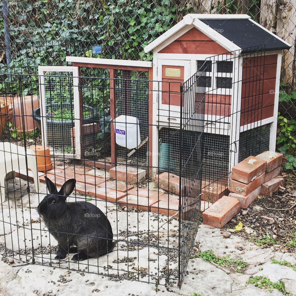 Fence, Cage, House, Farm, Rabbit