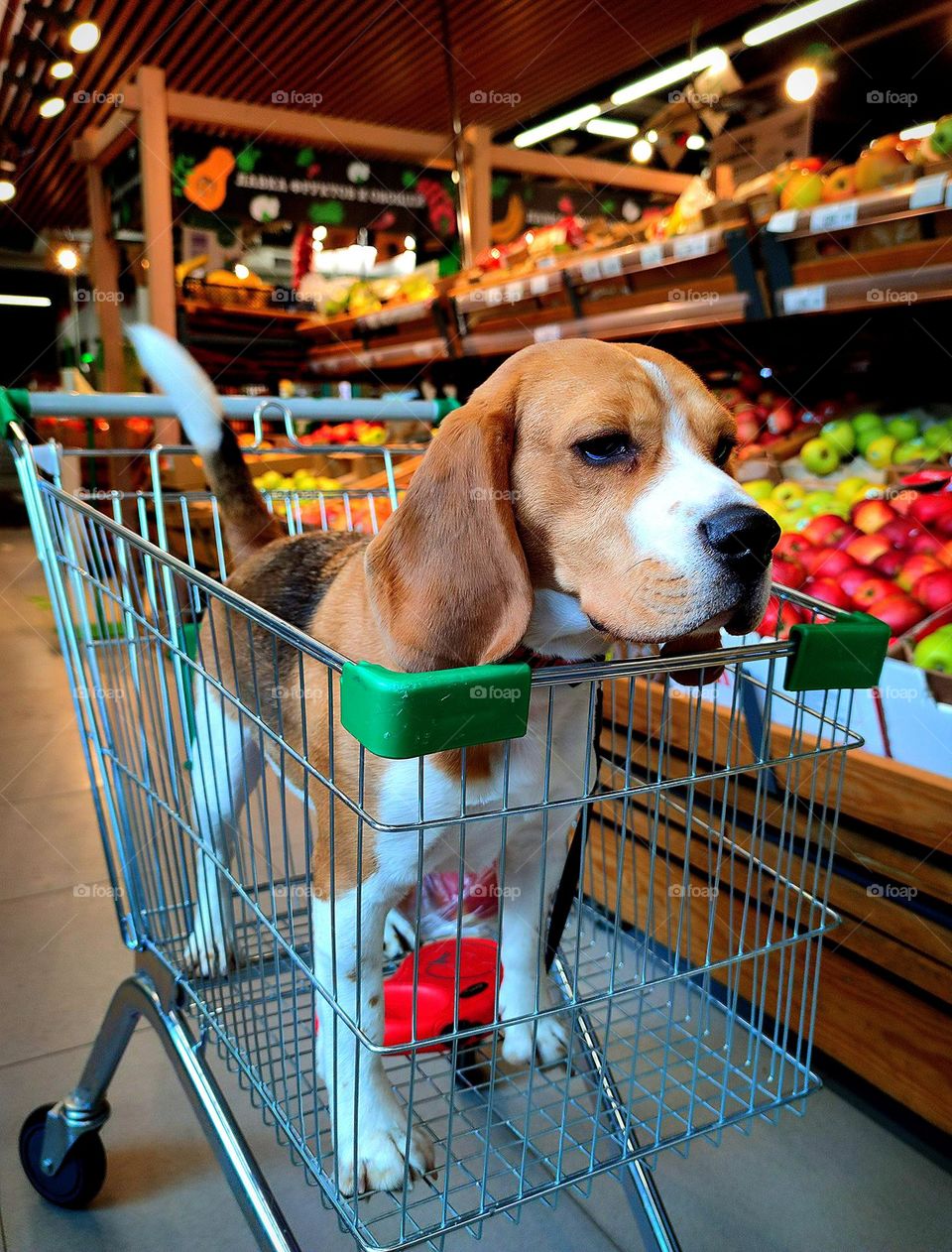 Pets. Dog in a grocery cart in the supermarket fruit and vegetable section