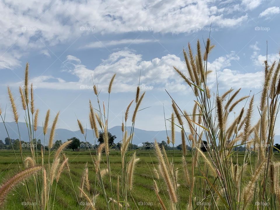 Best of 2021 : nature, Countryside (Thailand)