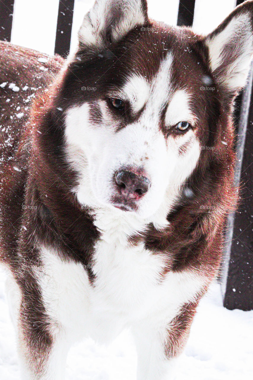 Husky in the snow