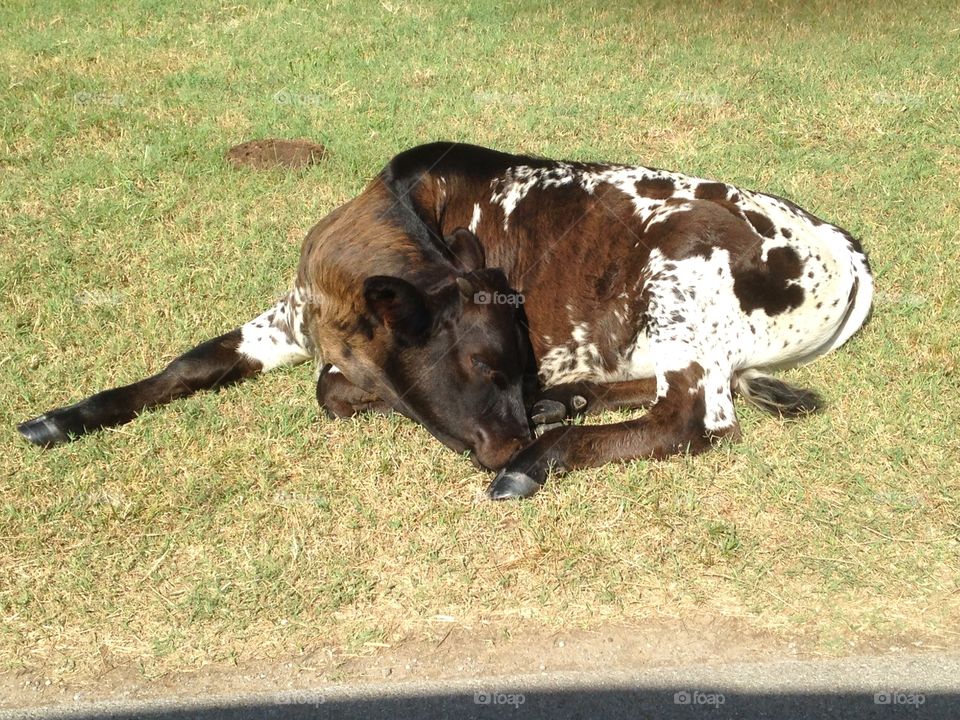 Sleeping brown and white calf in the grass