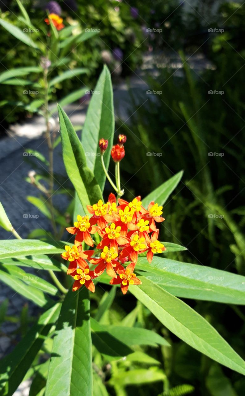 flower in hotel Pestana palace