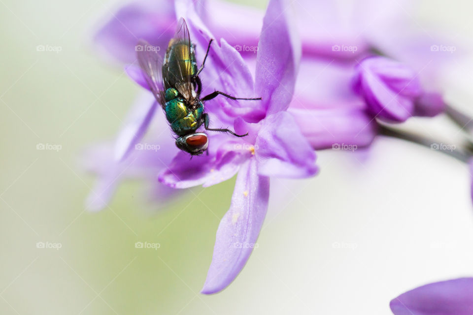 The fly - closeup of fly sitting on a purple flower