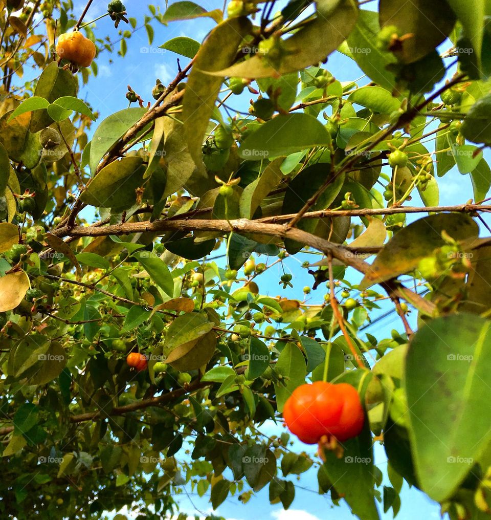 🇺🇸 The first pitangas of the season! Eat fruits that are good for you. / 🇧🇷 As primeiras pitangas da temporada! Coma frutas que faz bem.

