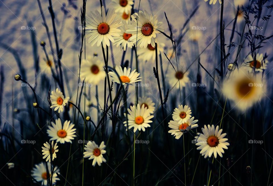 Close-up of daisy flowers