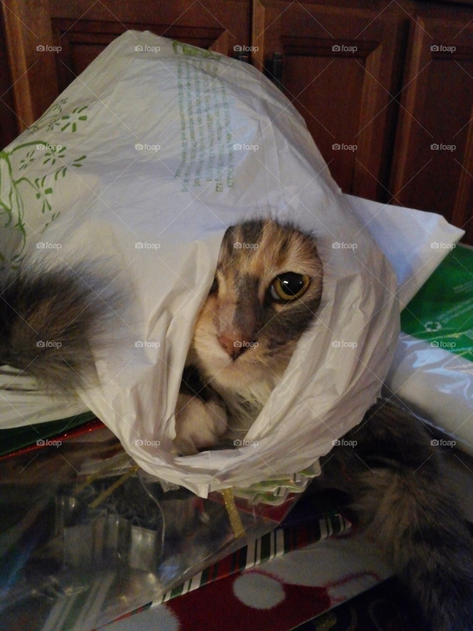 Don't let the cat out of the bag!