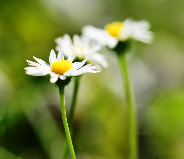Die kleinen Gänseblümchen,  sie ziehen uns magisch an.