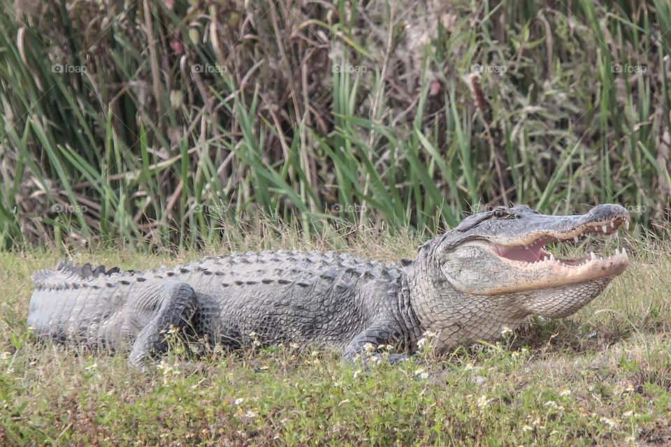 Florida Gator