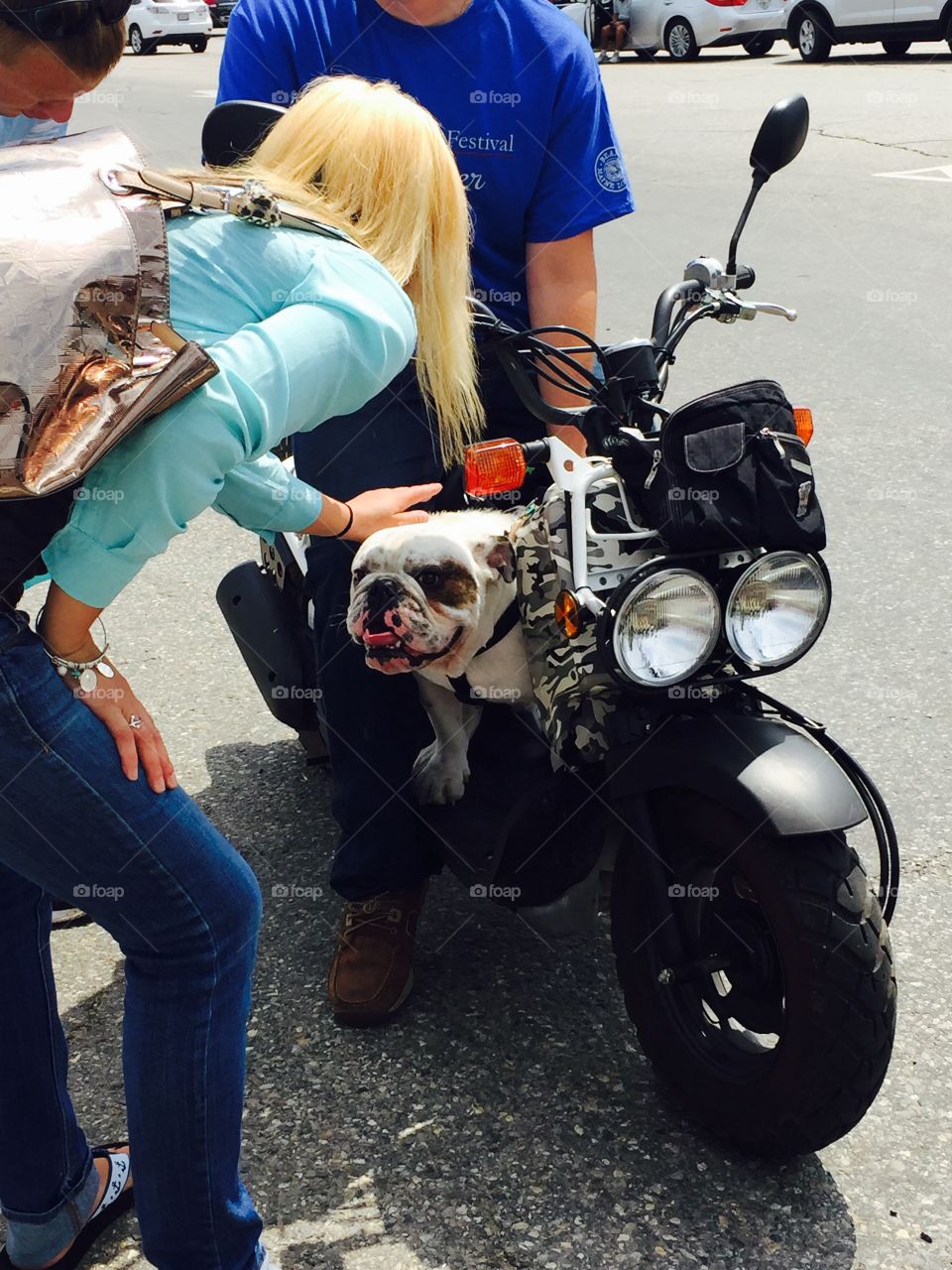 English bulldog riding a motorcycle 