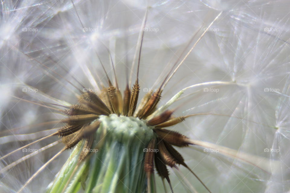 Full frame shot of dandelion