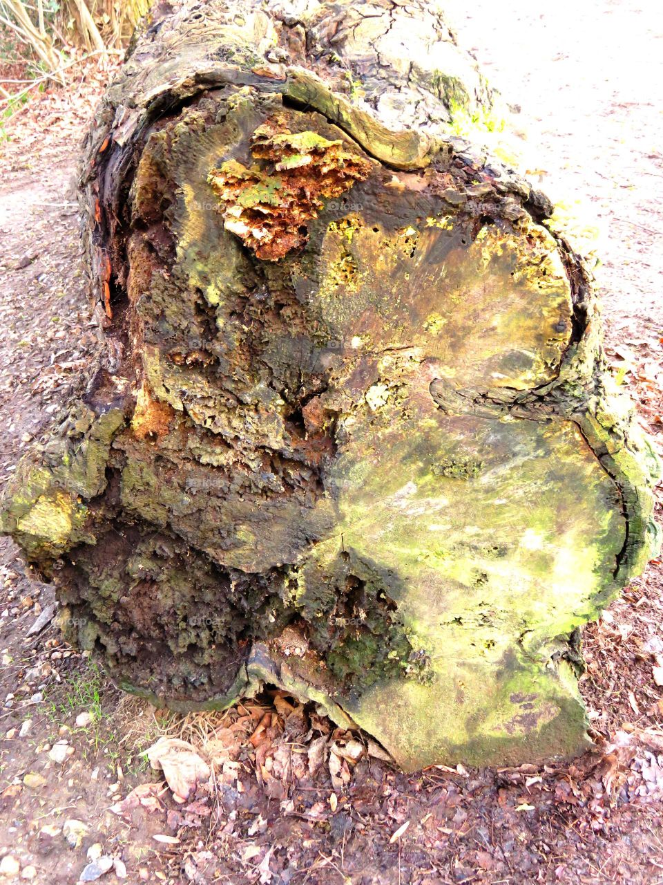 old stump