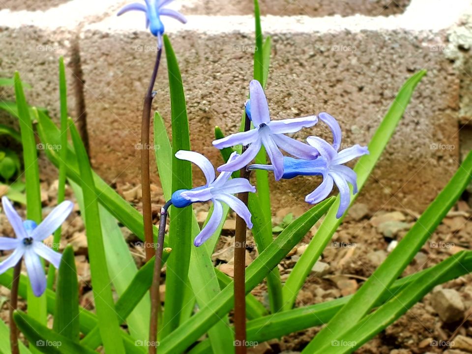 Flower zumbul (hyacinth)