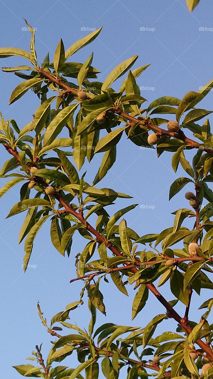 First fruits in spring