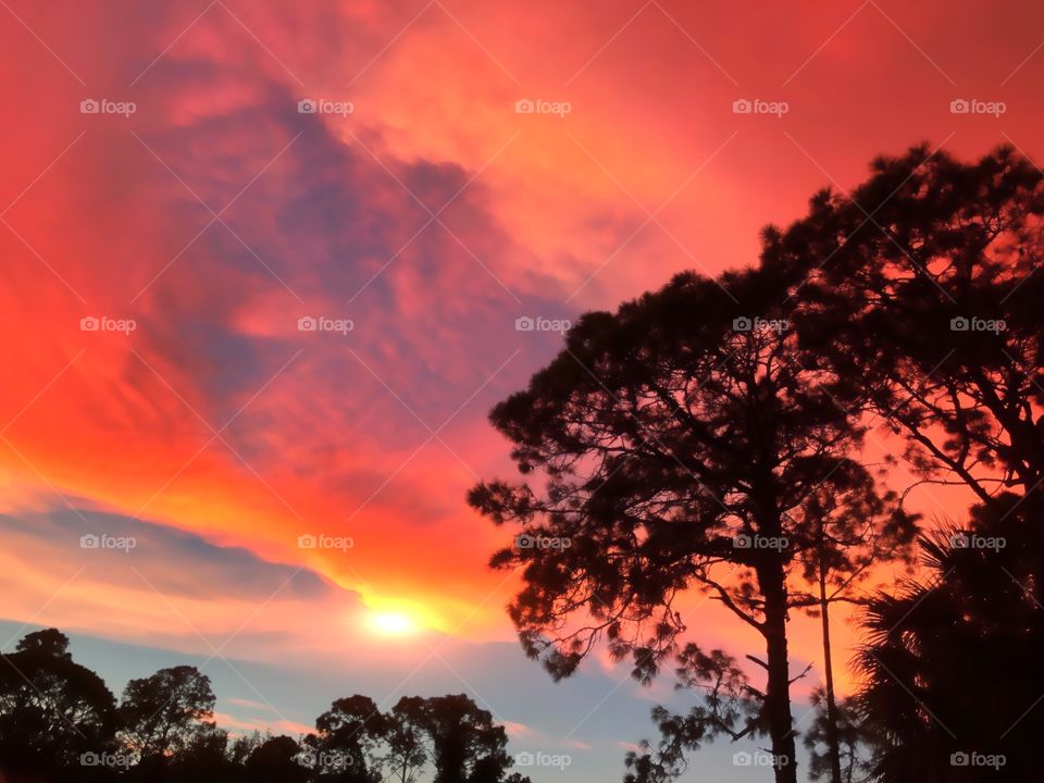 Red and indigo sunset behind the silhouettes of giant pine trees.