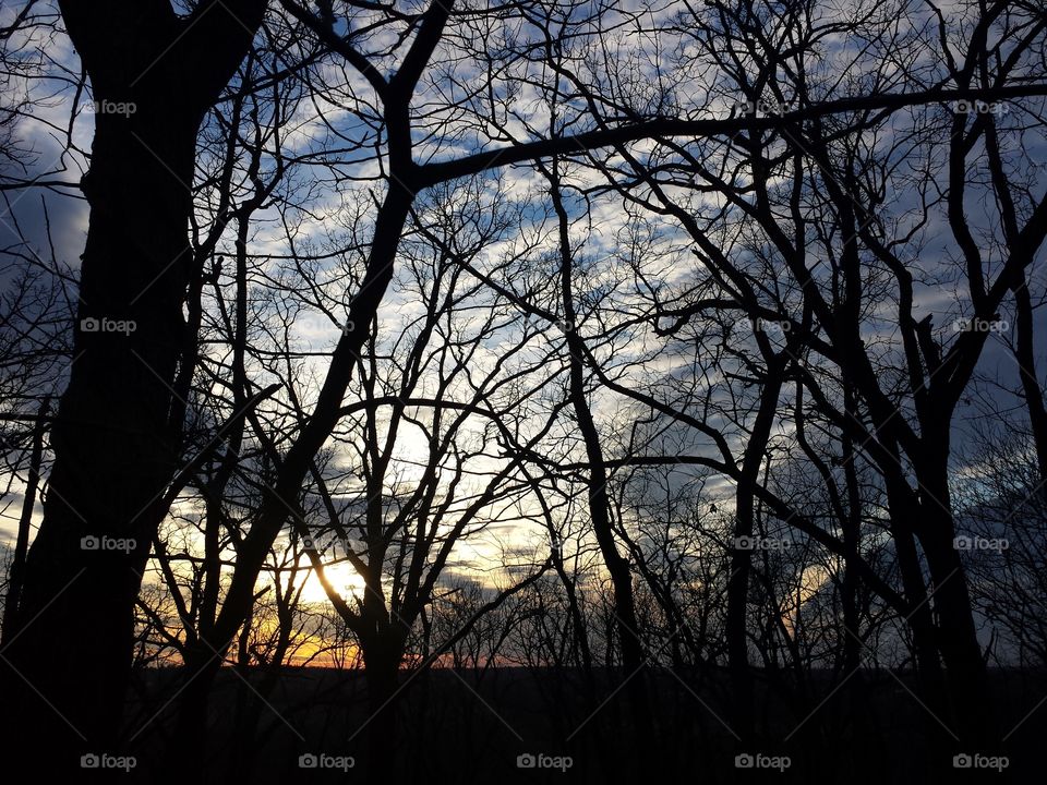 Silhouette of bare trees in woods
