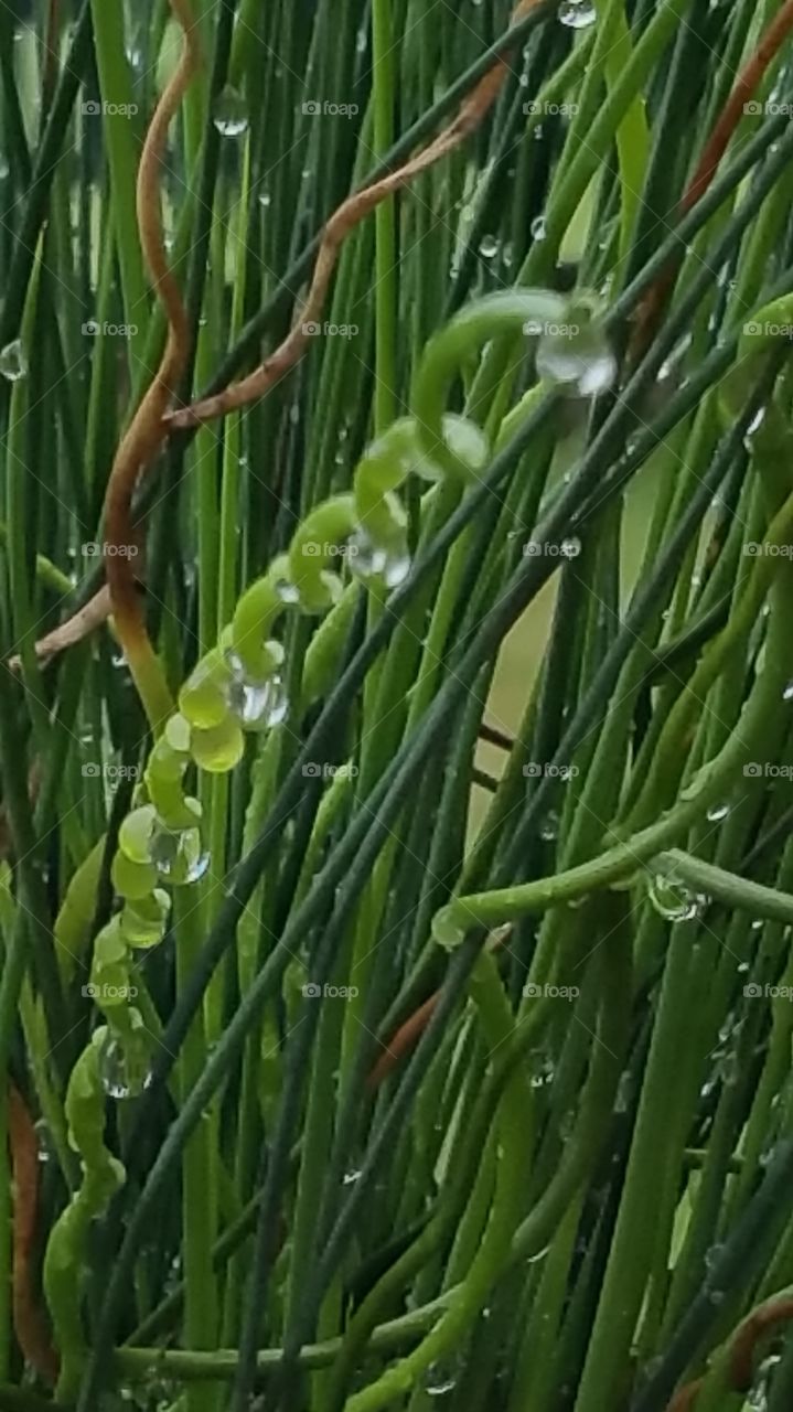 Rain Drops Hanging on for Dear Life