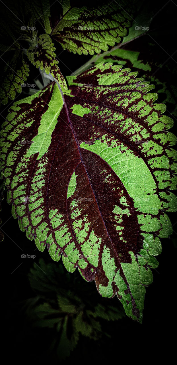 red and green leaf in the night view