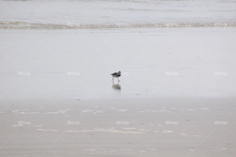 Mississippi Least Tern