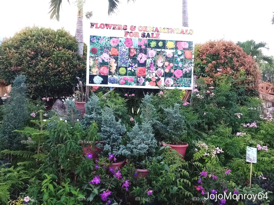 Flowers for Sale at the Park
